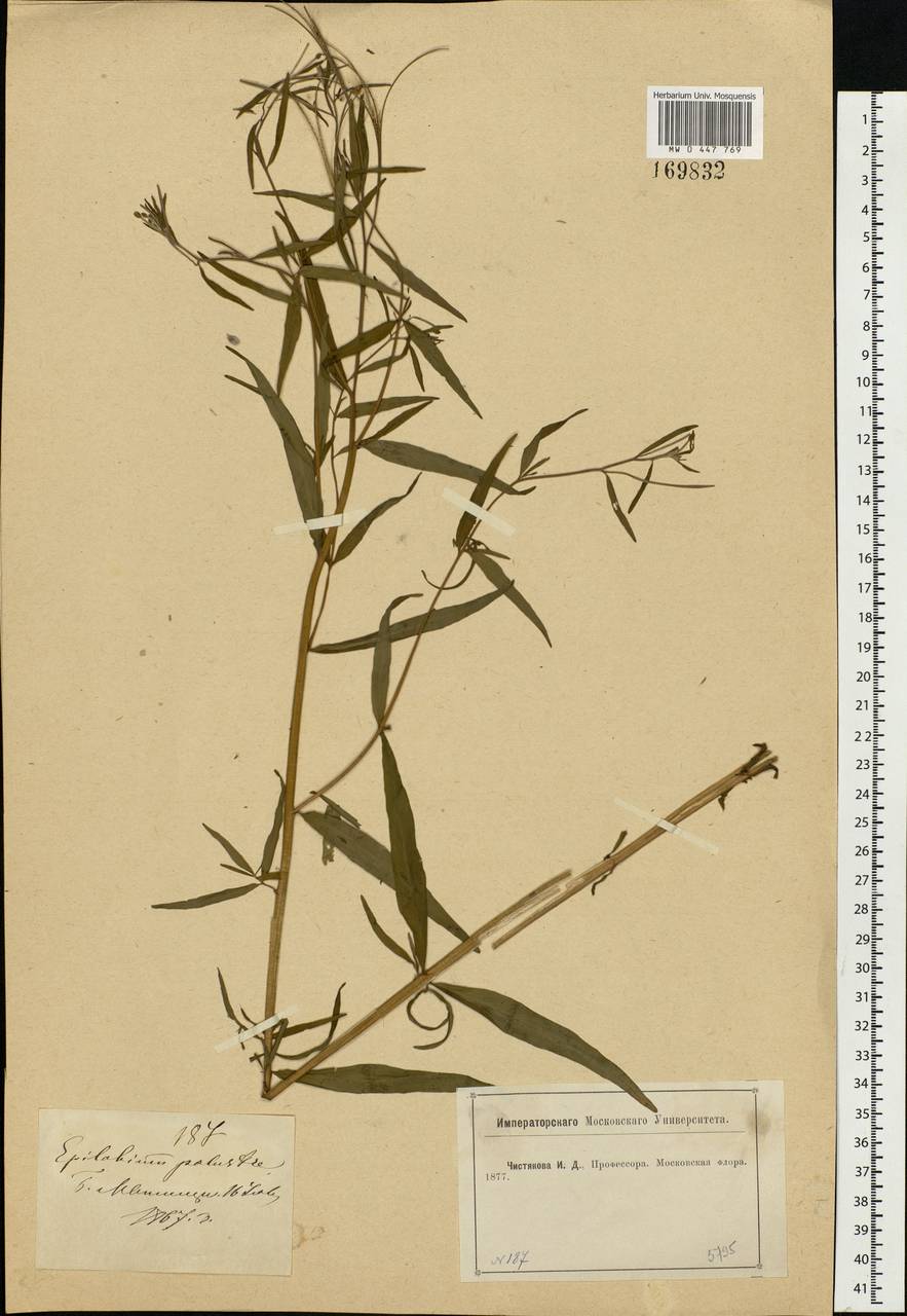 Epilobium palustre L., Eastern Europe, Moscow region (E4a) (Russia)