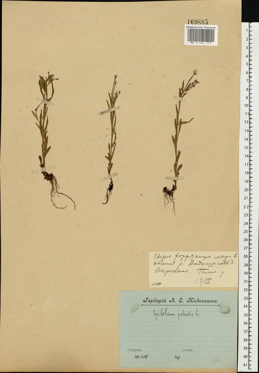 Epilobium palustre L., Eastern Europe, Central forest region (E5) (Russia)