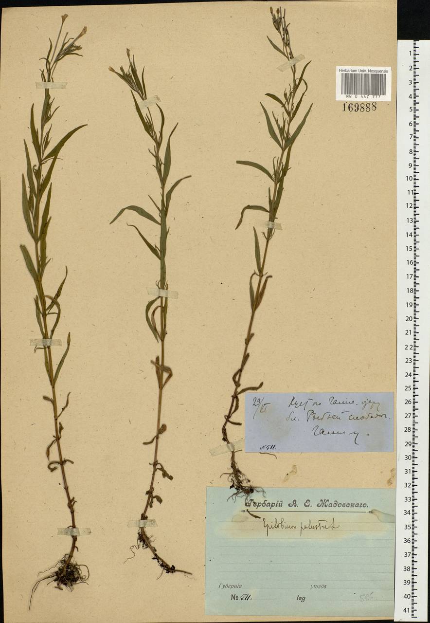 Epilobium palustre L., Eastern Europe, Central forest region (E5) (Russia)