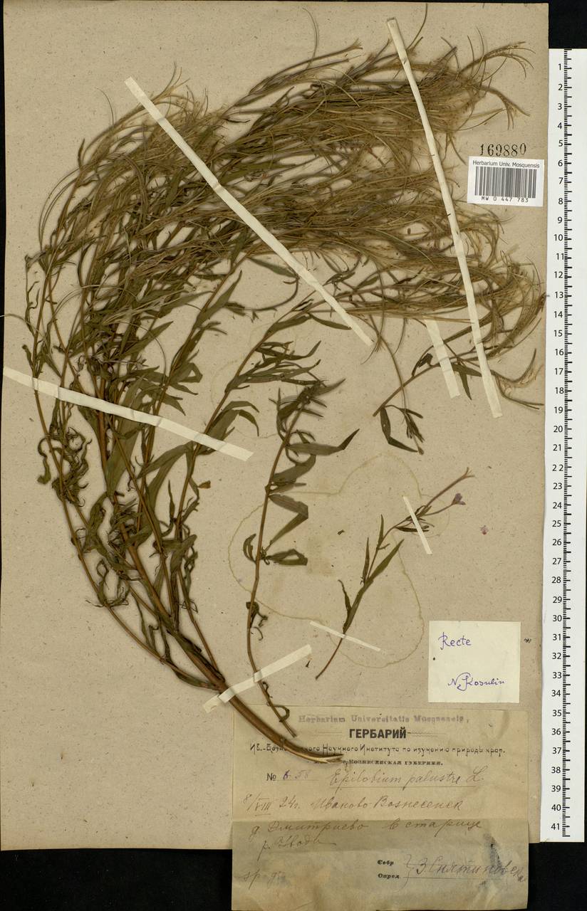 Epilobium palustre L., Eastern Europe, Central forest region (E5) (Russia)