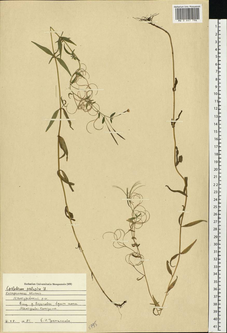 Epilobium palustre L., Eastern Europe, Central forest region (E5) (Russia)