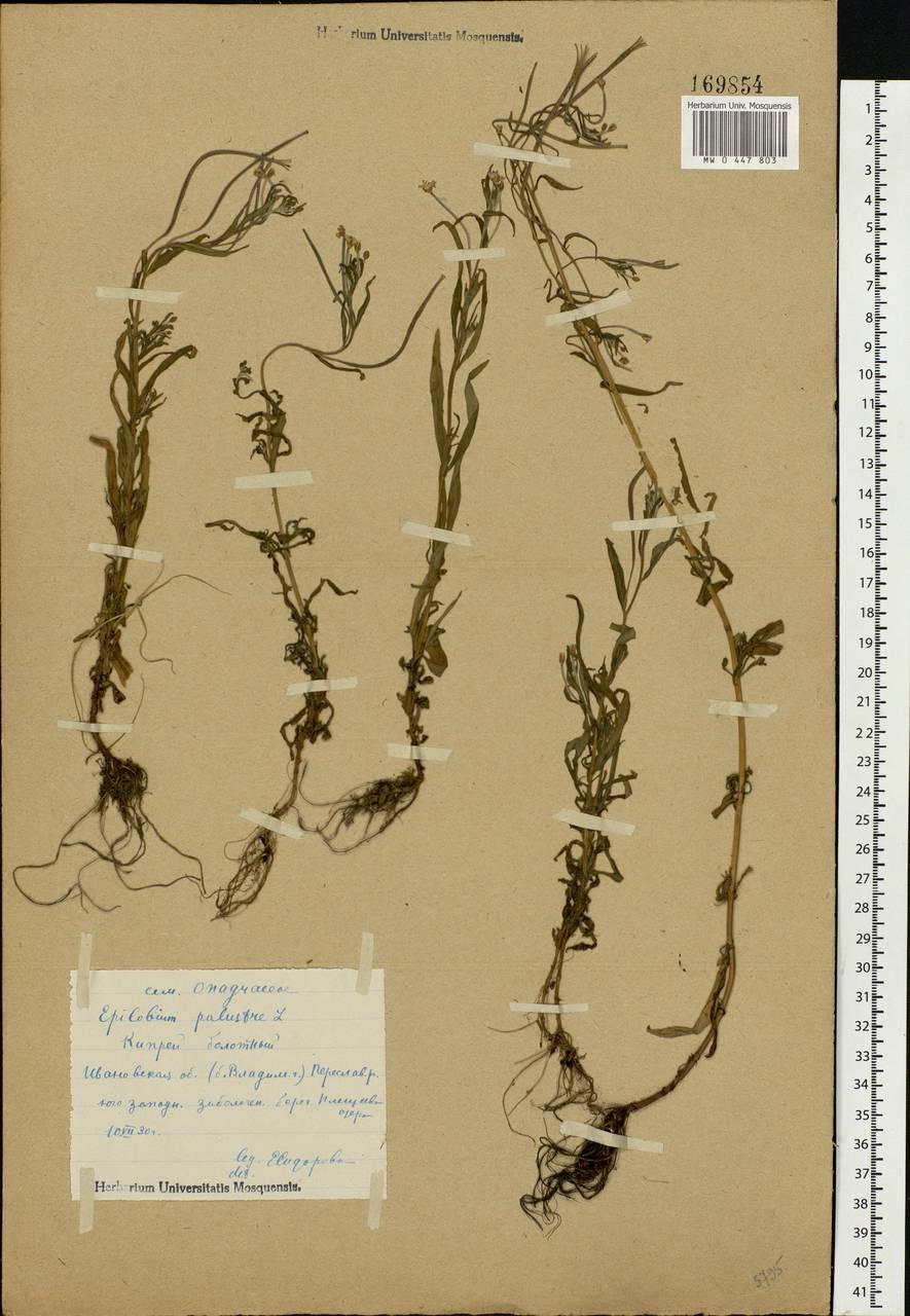 Epilobium palustre L., Eastern Europe, Central forest region (E5) (Russia)