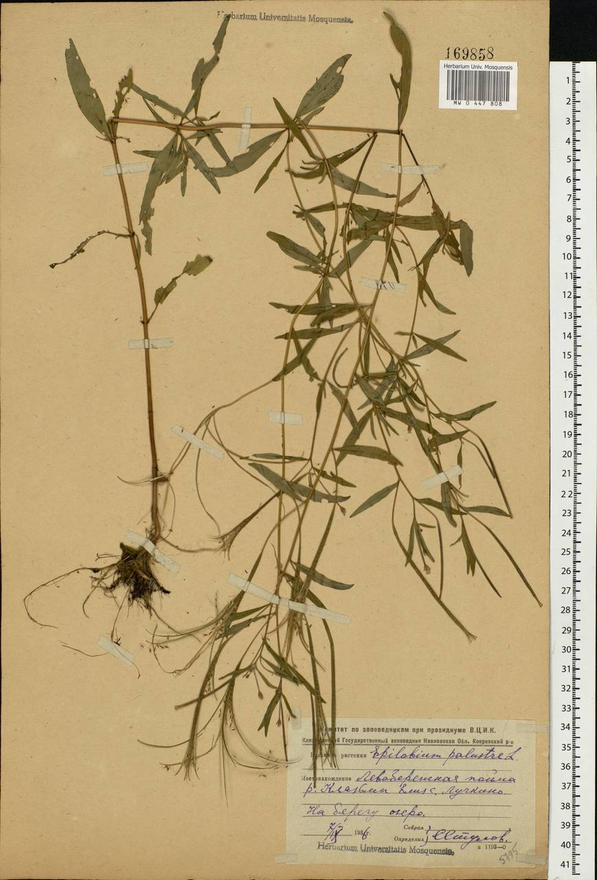 Epilobium palustre L., Eastern Europe, Central forest region (E5) (Russia)