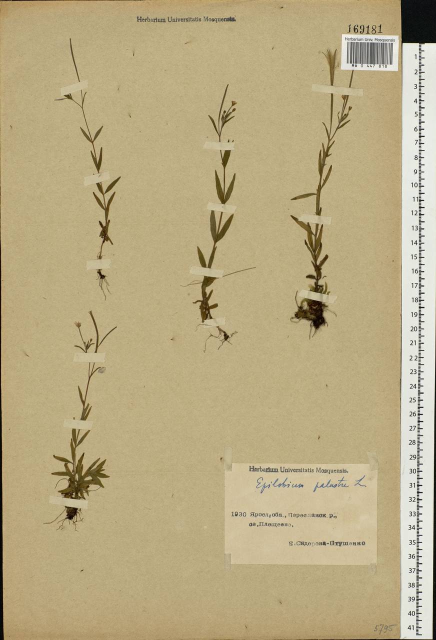 Epilobium palustre L., Eastern Europe, Central forest region (E5) (Russia)