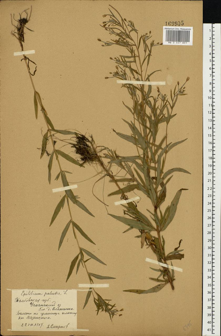 Epilobium palustre L., Eastern Europe, Central forest-and-steppe region (E6) (Russia)