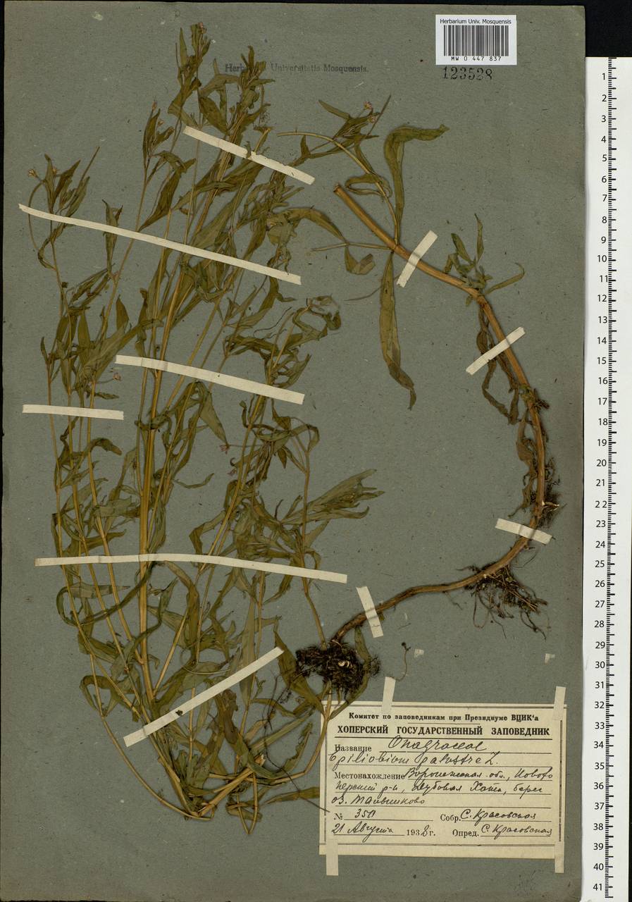 Epilobium palustre L., Eastern Europe, Central forest-and-steppe region (E6) (Russia)