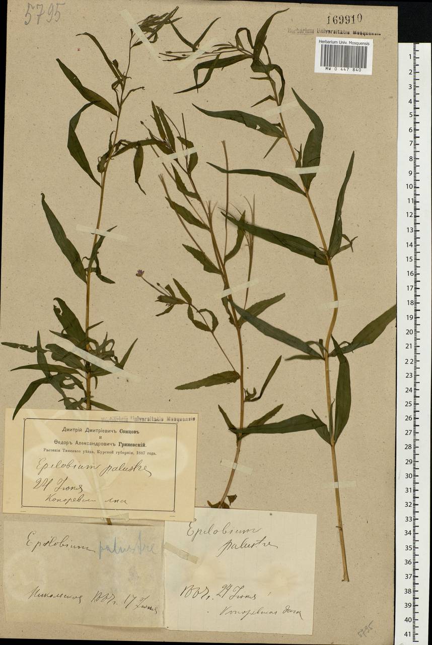 Epilobium palustre L., Eastern Europe, Central forest-and-steppe region (E6) (Russia)