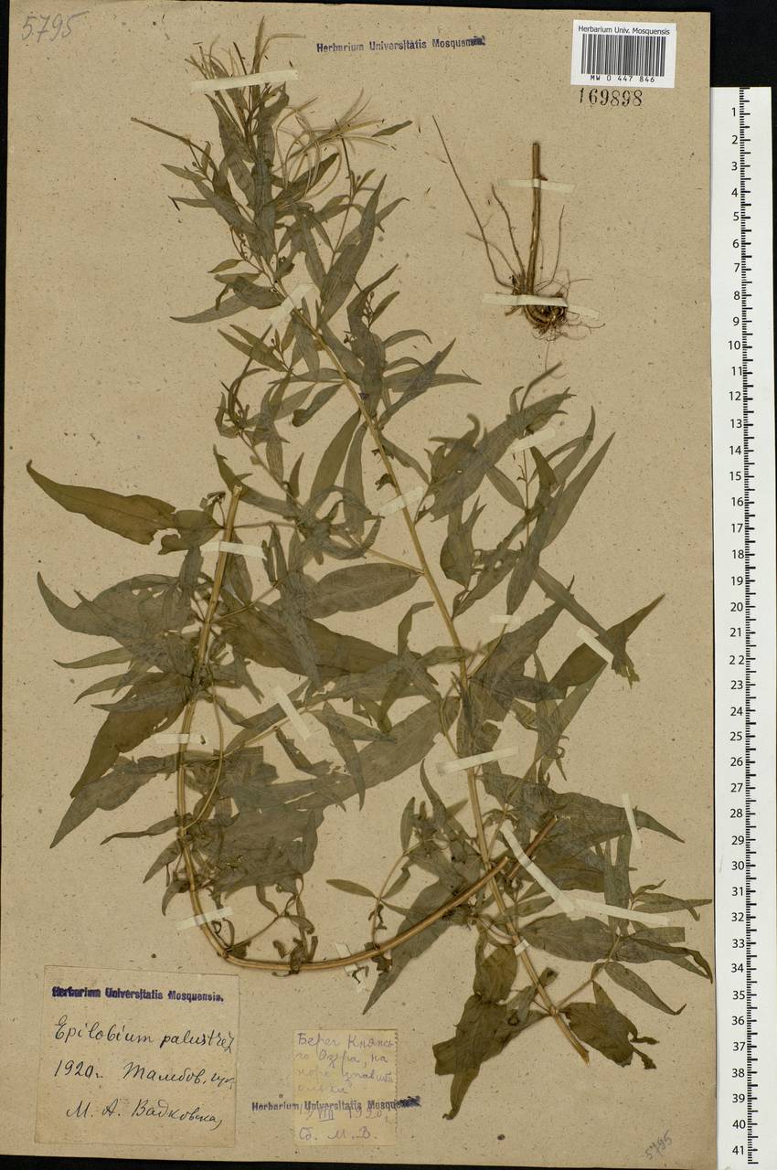 Epilobium palustre L., Eastern Europe, Central forest-and-steppe region (E6) (Russia)