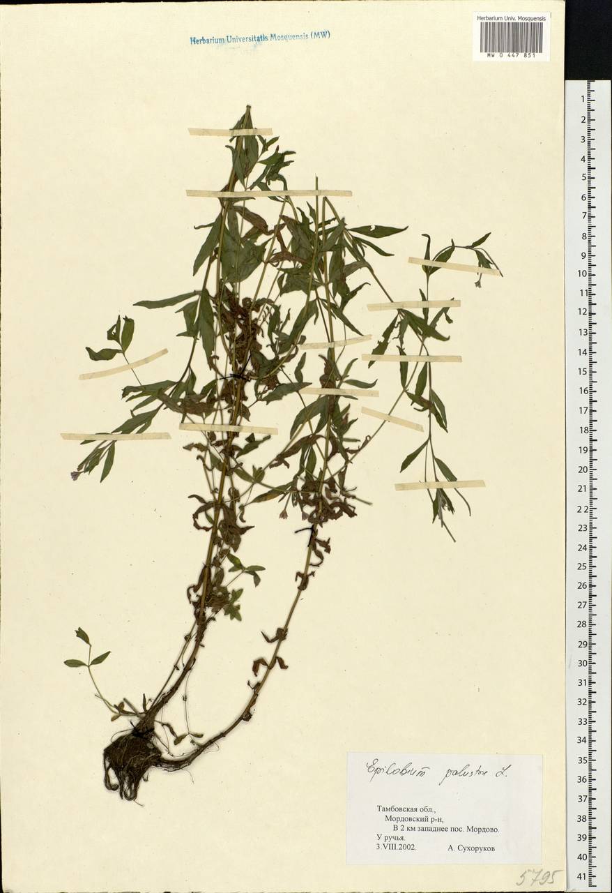 Epilobium palustre L., Eastern Europe, Central forest-and-steppe region (E6) (Russia)