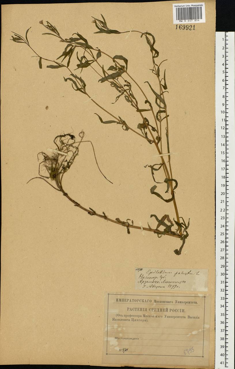 Epilobium palustre L., Eastern Europe, Volga-Kama region (E7) (Russia)