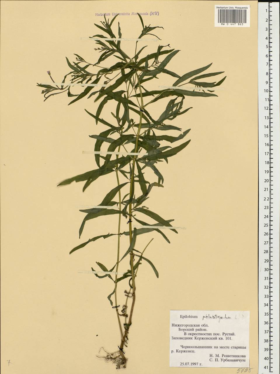 Epilobium palustre L., Eastern Europe, Volga-Kama region (E7) (Russia)