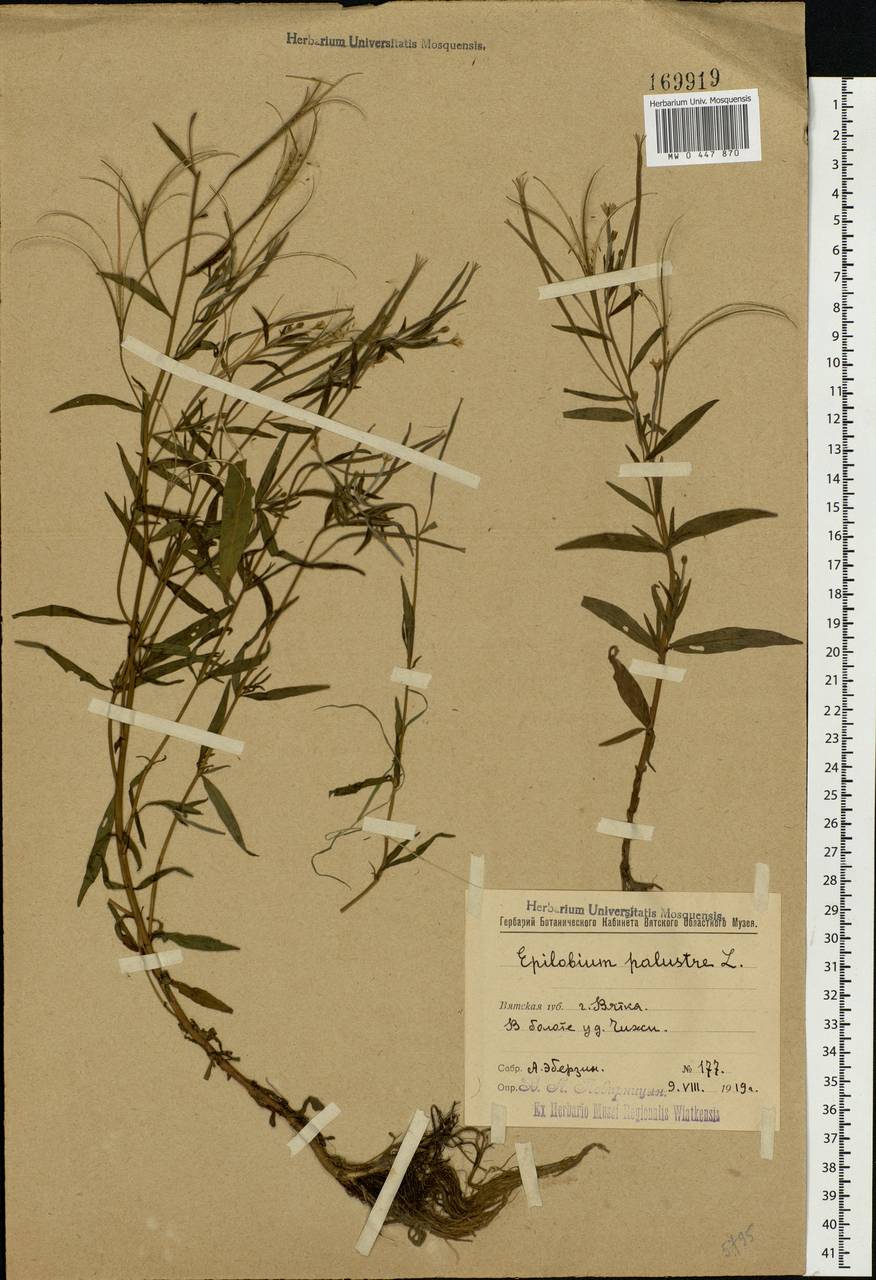 Epilobium palustre L., Eastern Europe, Volga-Kama region (E7) (Russia)