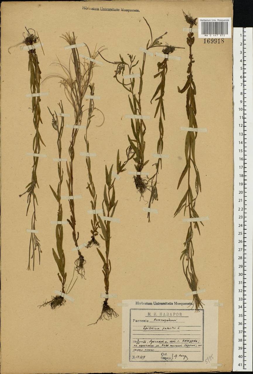 Epilobium palustre L., Eastern Europe, Volga-Kama region (E7) (Russia)