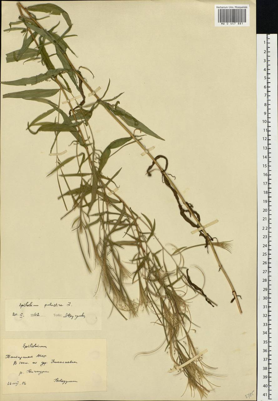 Epilobium palustre L., Eastern Europe, Middle Volga region (E8) (Russia)