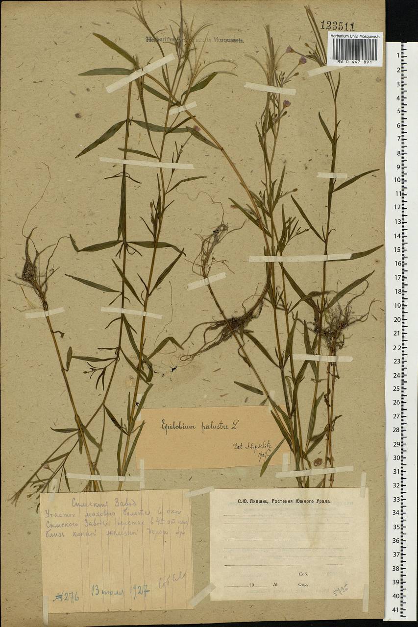 Epilobium palustre L., Eastern Europe, Eastern region (E10) (Russia)