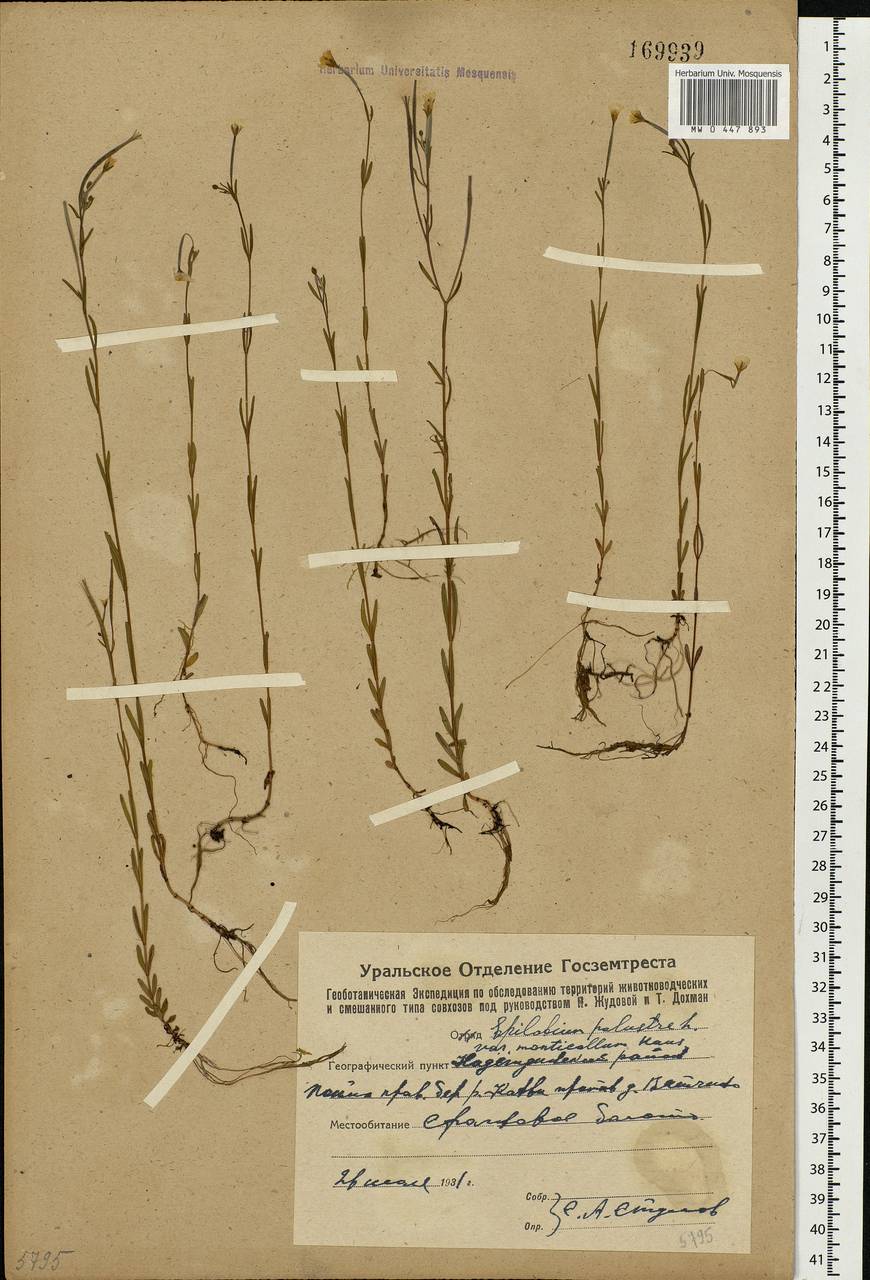 Epilobium palustre L., Eastern Europe, Eastern region (E10) (Russia)