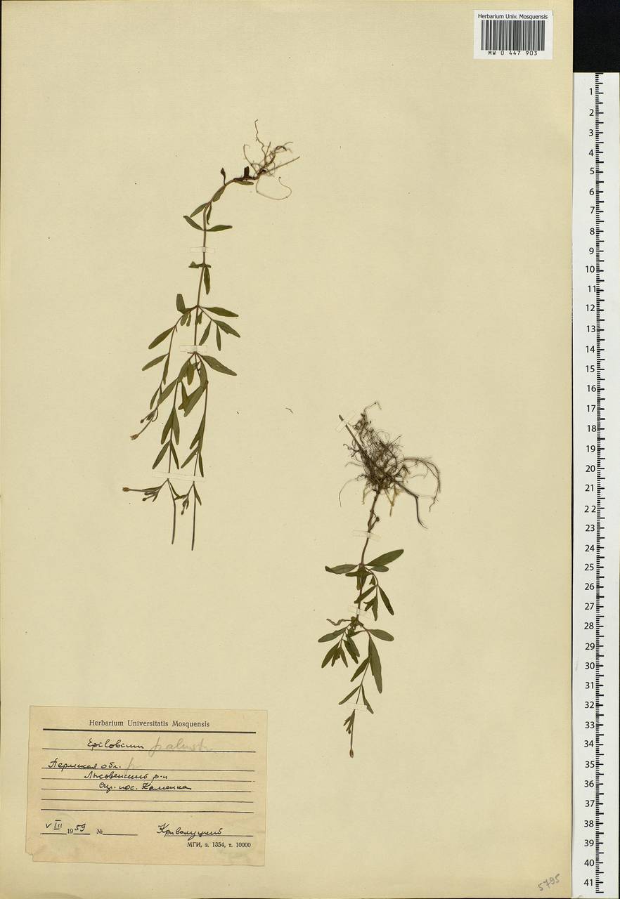 Epilobium palustre L., Eastern Europe, Eastern region (E10) (Russia)