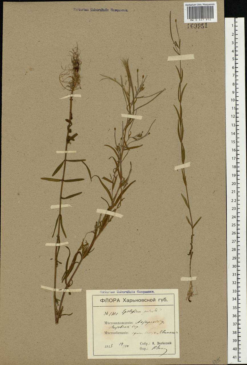 Epilobium palustre L., Eastern Europe, North Ukrainian region (E11) (Ukraine)