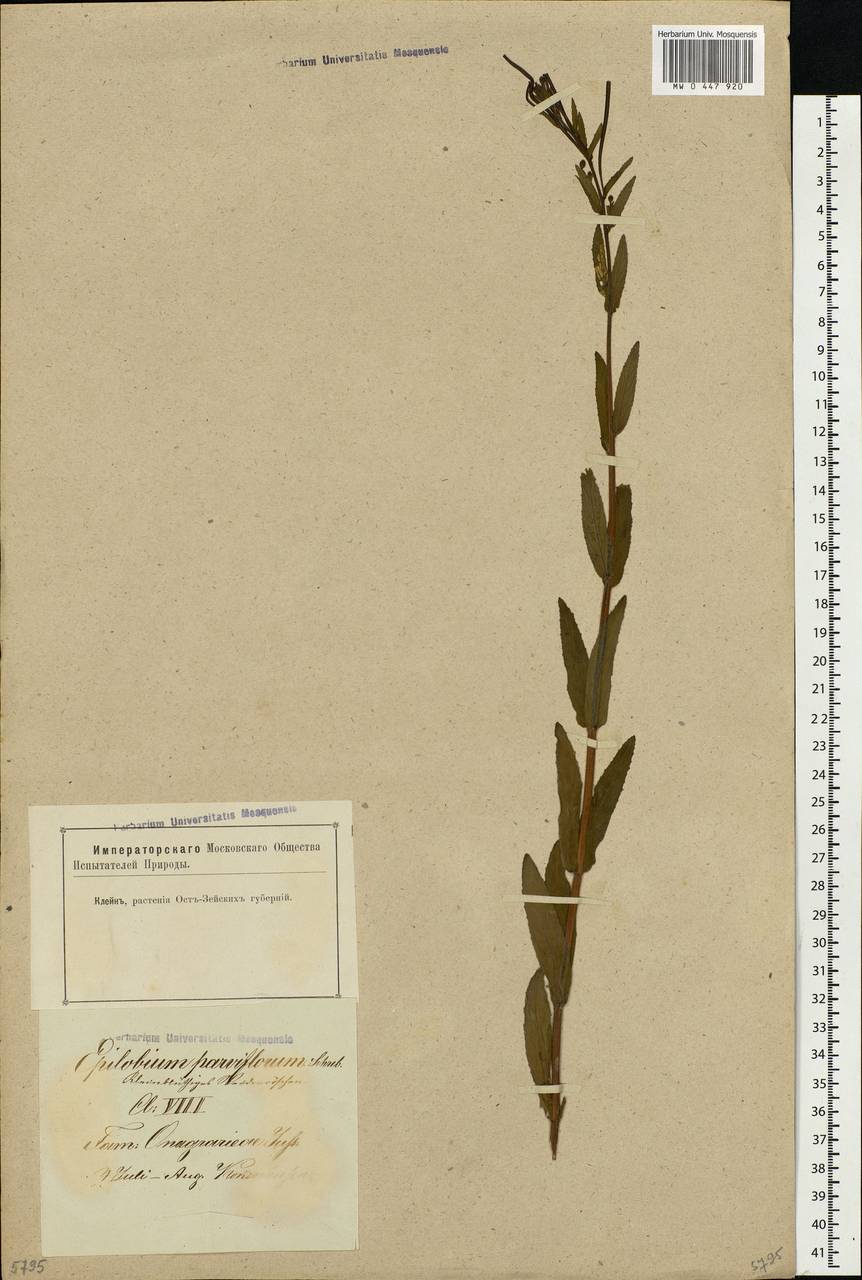 Epilobium parviflorum Schreb., Eastern Europe, Latvia (E2b) (Latvia)