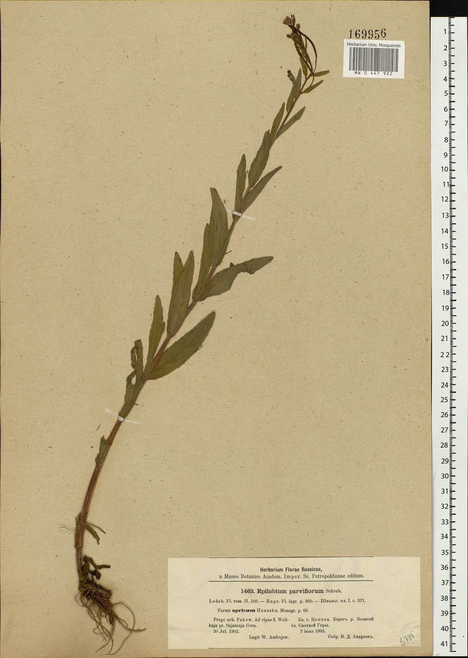 Epilobium parviflorum Schreb., Eastern Europe, North-Western region (E2) (Russia)