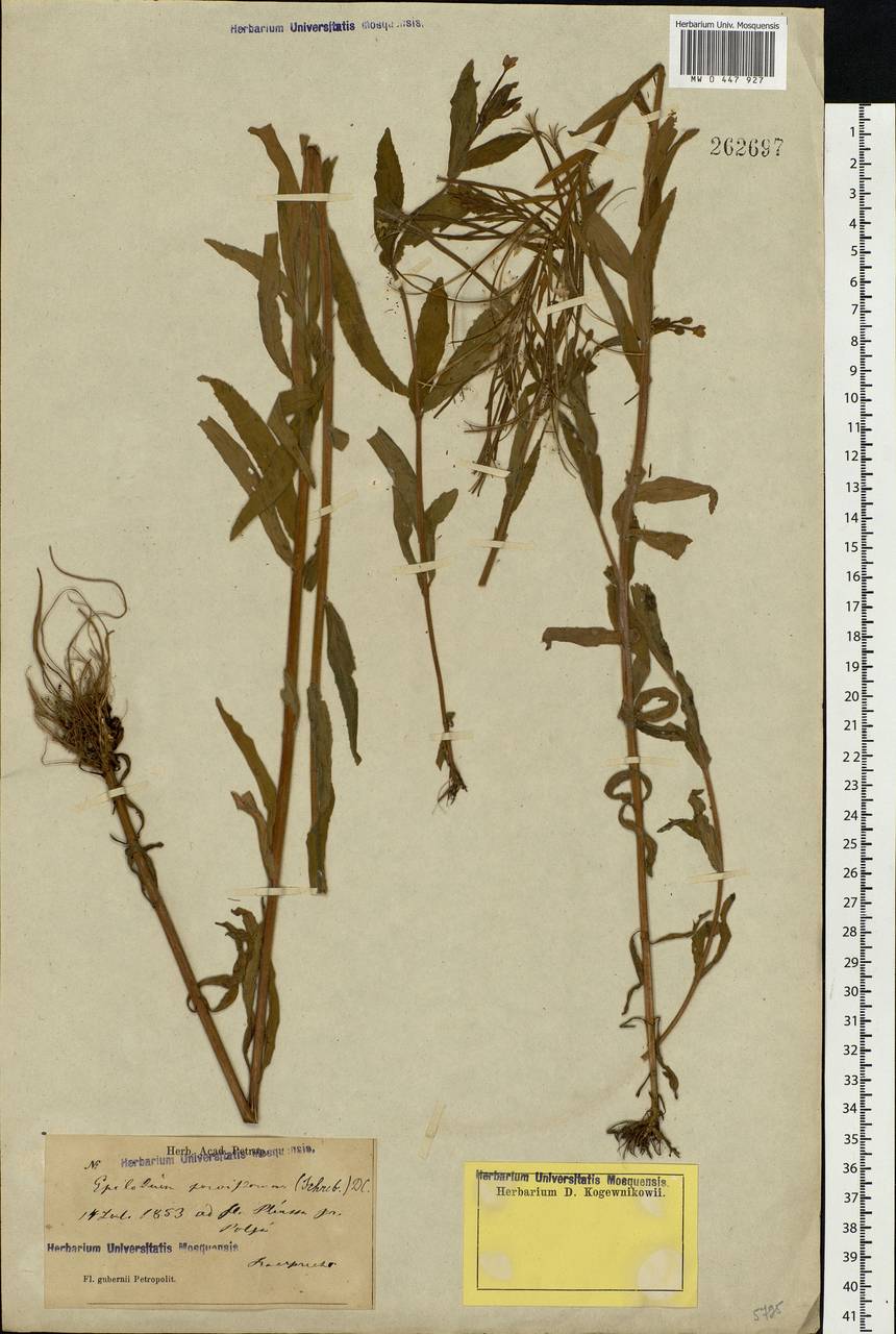 Epilobium parviflorum Schreb., Eastern Europe, North-Western region (E2) (Russia)