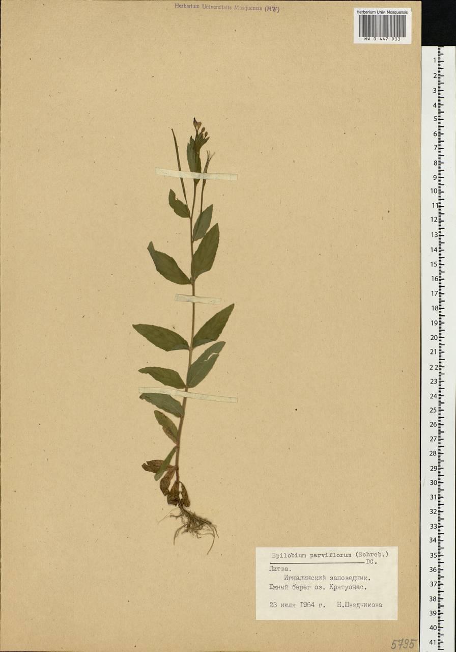 Epilobium parviflorum Schreb., Eastern Europe, Lithuania (E2a) (Lithuania)