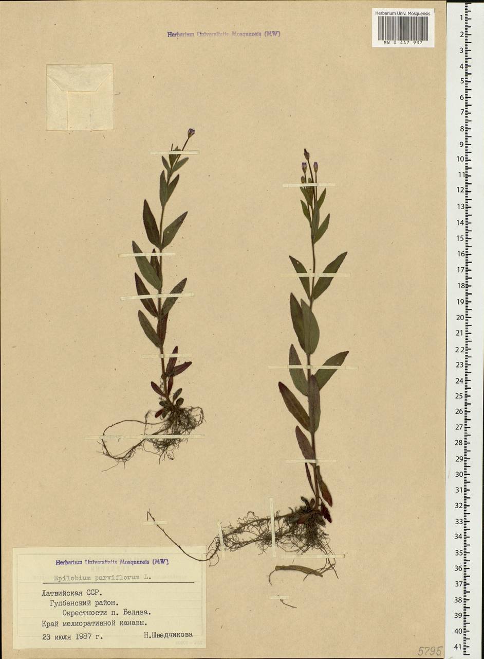 Epilobium parviflorum Schreb., Eastern Europe, Latvia (E2b) (Latvia)
