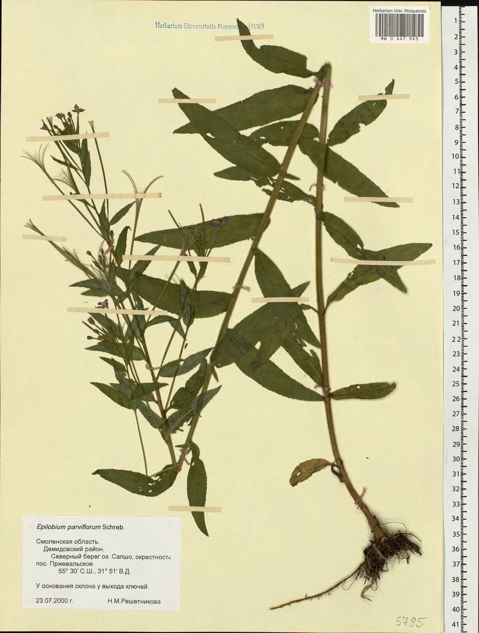 Epilobium parviflorum Schreb., Eastern Europe, Western region (E3) (Russia)