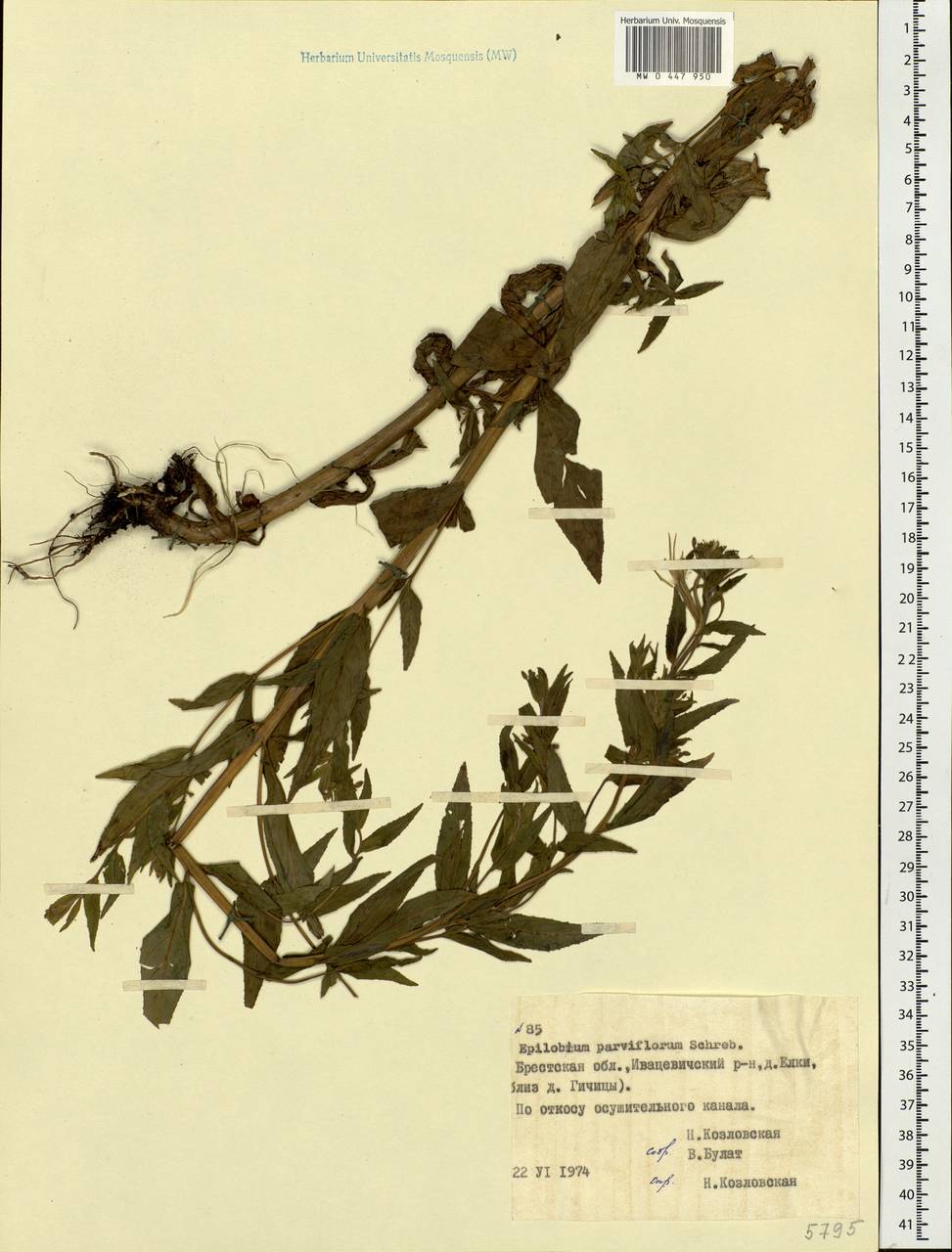 Epilobium parviflorum Schreb., Eastern Europe, Belarus (E3a) (Belarus)