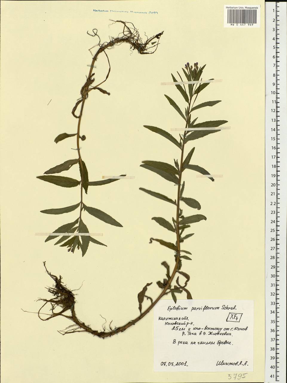 Epilobium parviflorum Schreb., Eastern Europe, Central region (E4) (Russia)