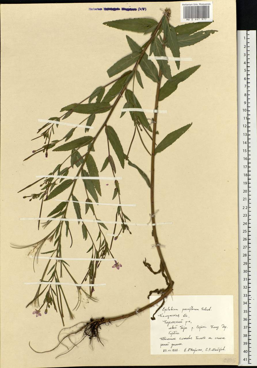 Epilobium parviflorum Schreb., Eastern Europe, Central region (E4) (Russia)