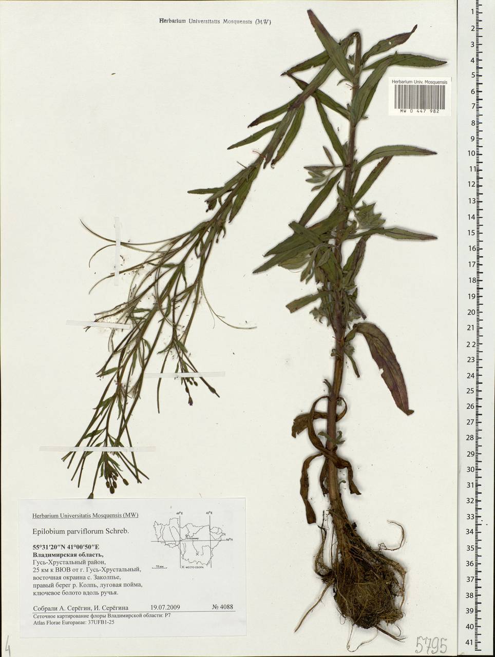 Epilobium parviflorum Schreb., Eastern Europe, Central region (E4) (Russia)