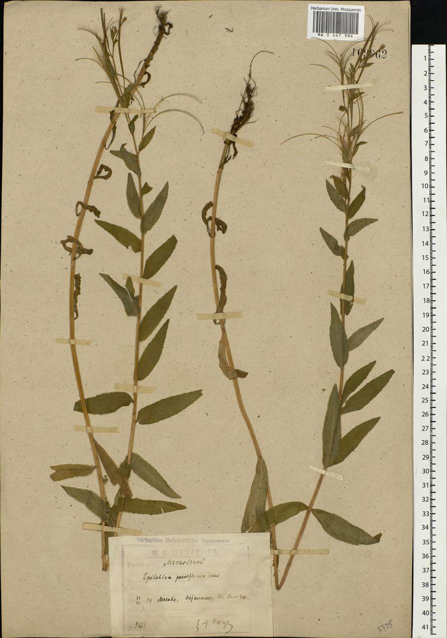 Epilobium parviflorum Schreb., Eastern Europe, Moscow region (E4a) (Russia)