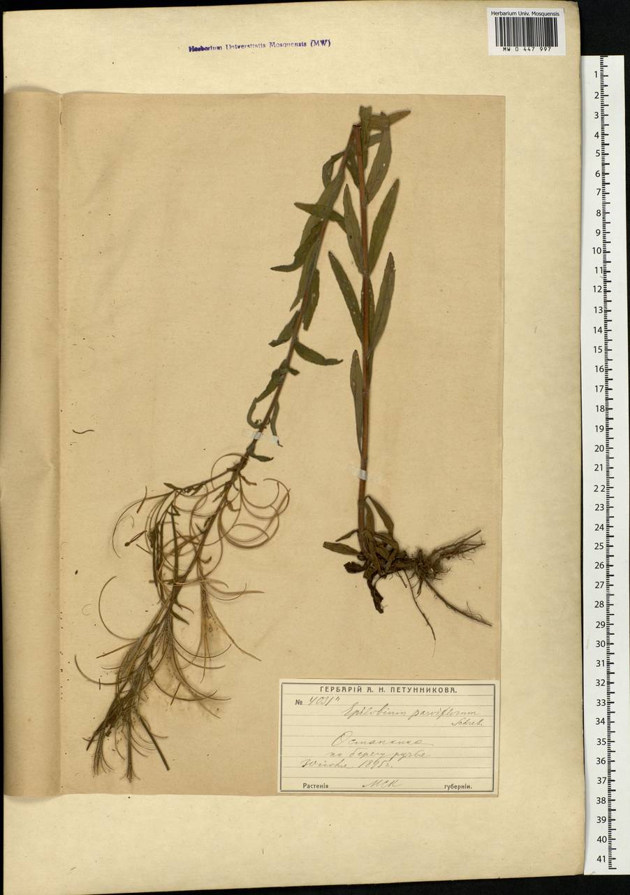 Epilobium parviflorum Schreb., Eastern Europe, Moscow region (E4a) (Russia)