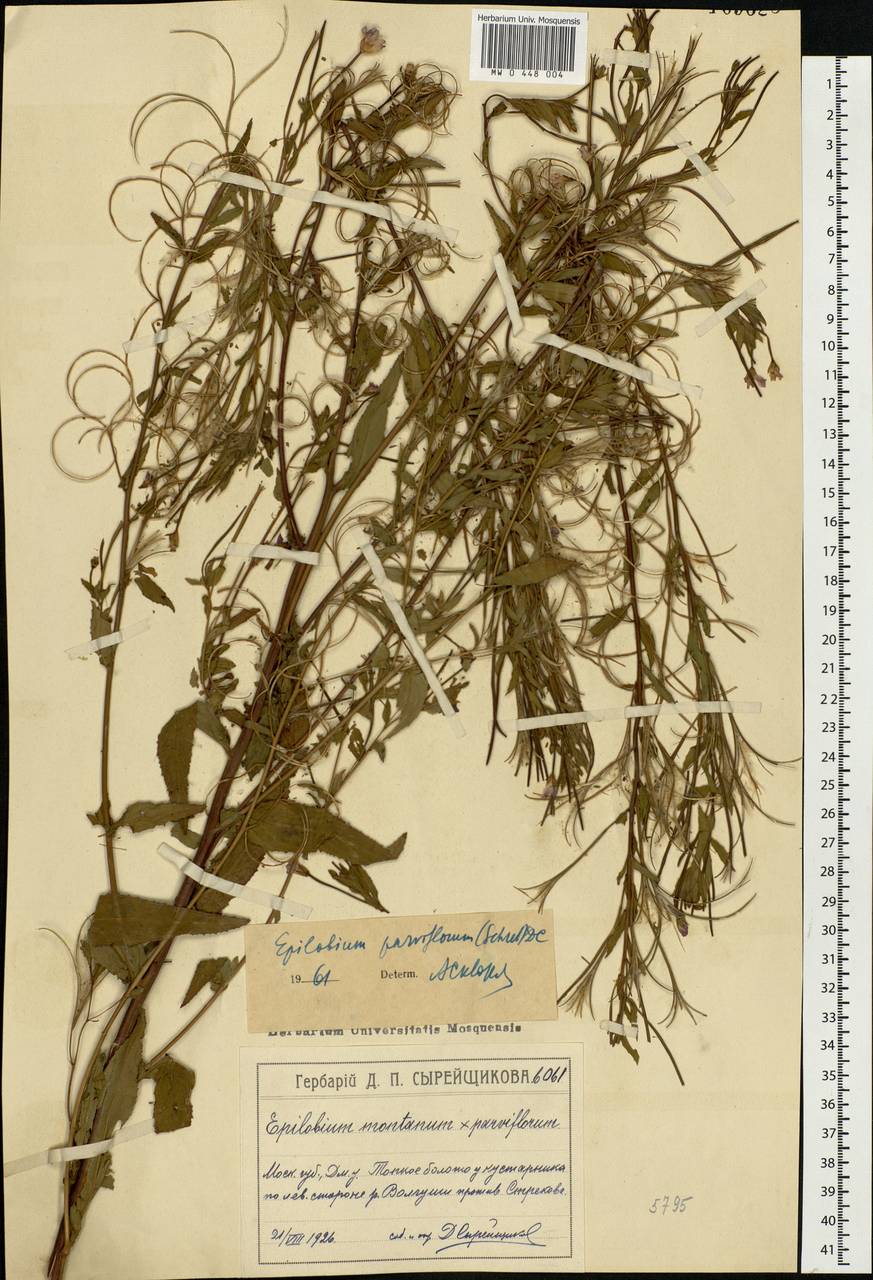 Epilobium parviflorum Schreb., Eastern Europe, Moscow region (E4a) (Russia)