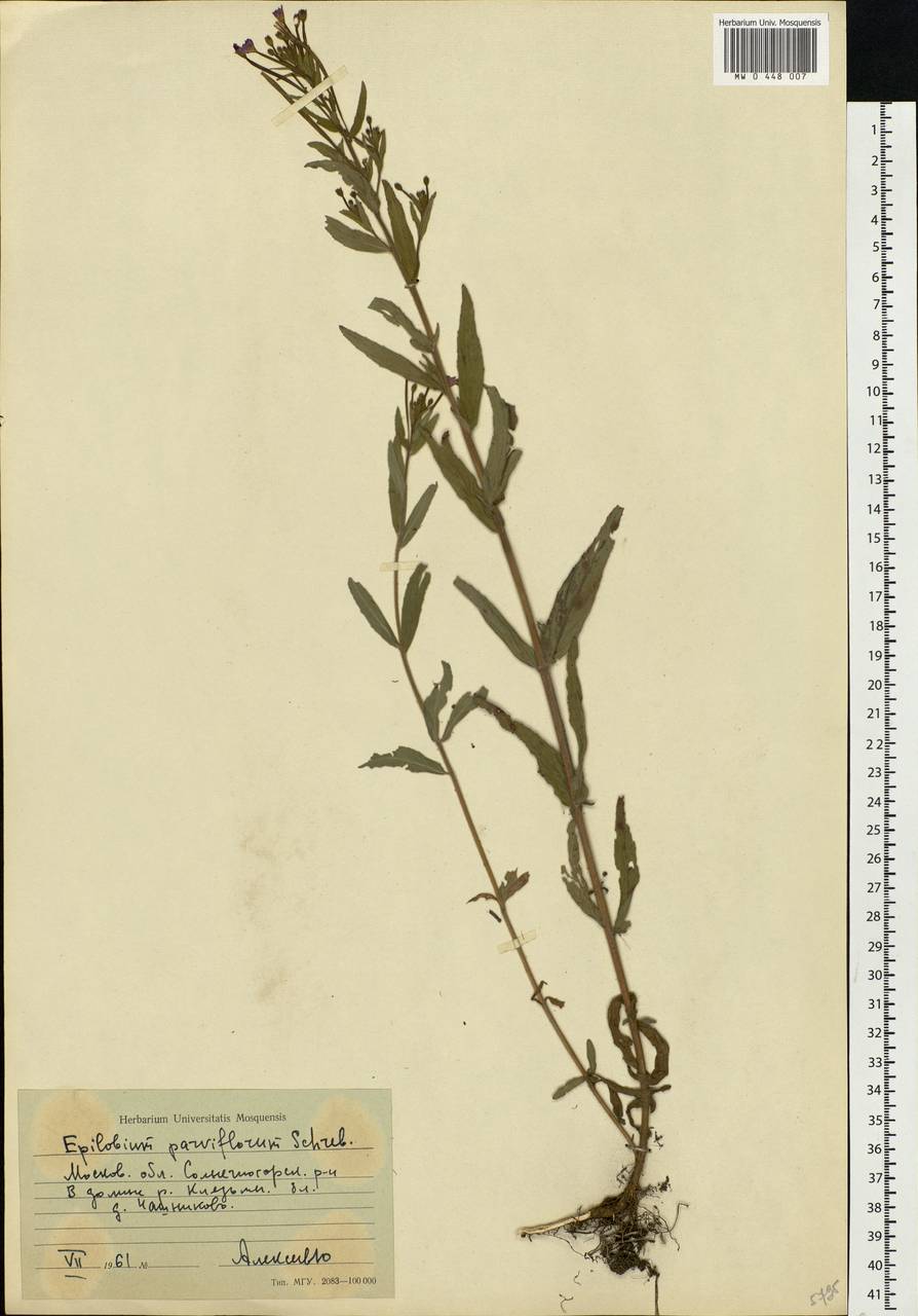 Epilobium parviflorum Schreb., Eastern Europe, Moscow region (E4a) (Russia)