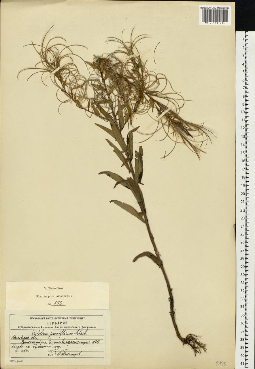 Epilobium parviflorum Schreb., Eastern Europe, Moscow region (E4a) (Russia)