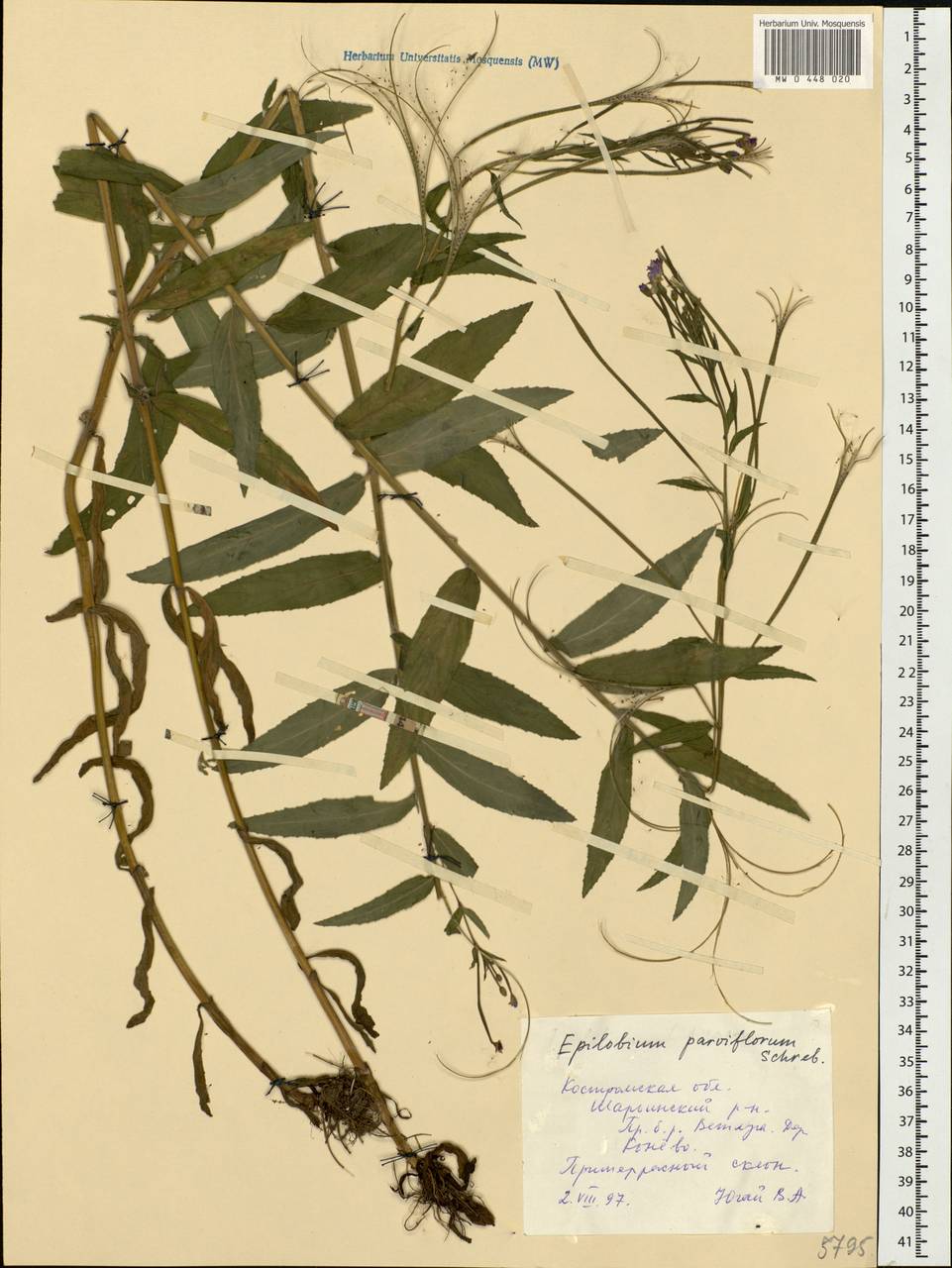 Epilobium parviflorum Schreb., Eastern Europe, Central forest region (E5) (Russia)