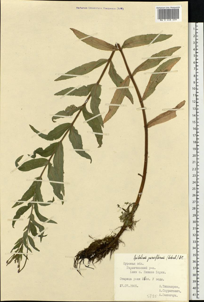 Epilobium parviflorum Schreb., Eastern Europe, Central forest-and-steppe region (E6) (Russia)