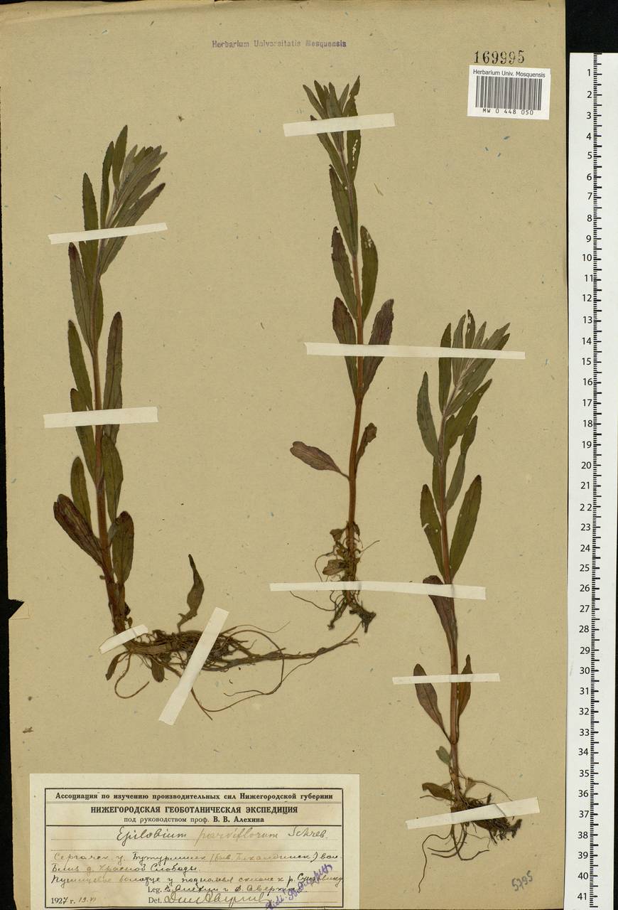 Epilobium parviflorum Schreb., Eastern Europe, Volga-Kama region (E7) (Russia)