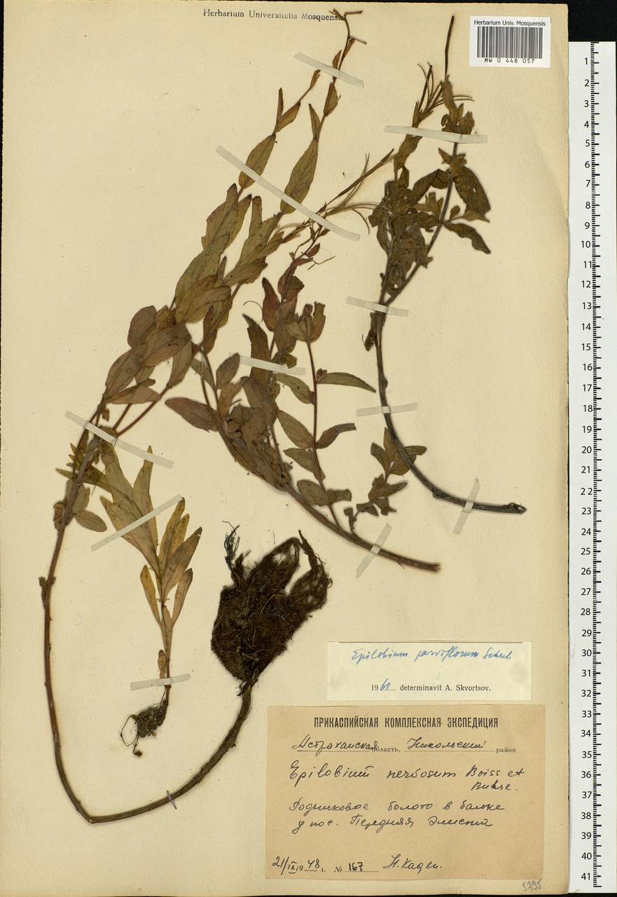 Epilobium parviflorum Schreb., Eastern Europe, Lower Volga region (E9) (Russia)