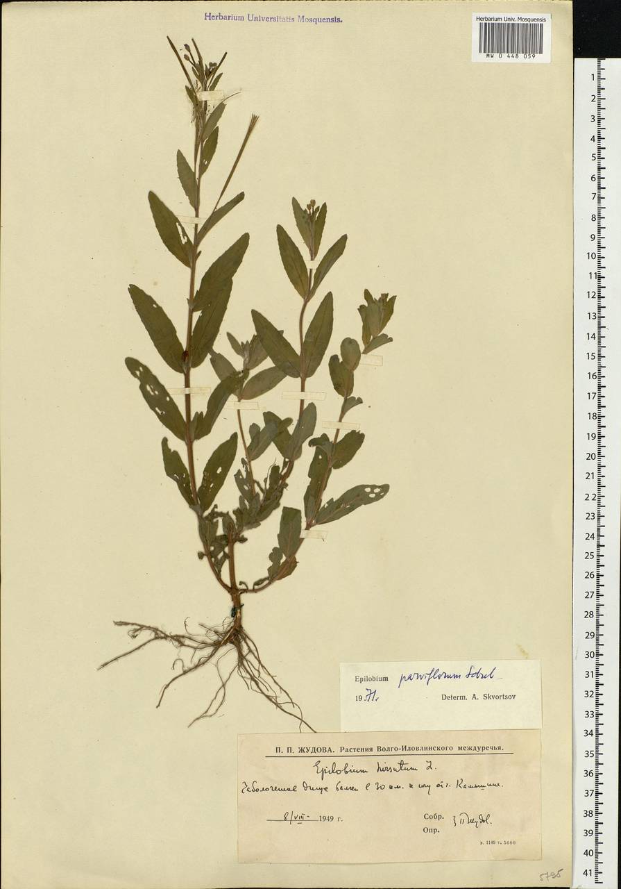 Epilobium parviflorum Schreb., Eastern Europe, Lower Volga region (E9) (Russia)