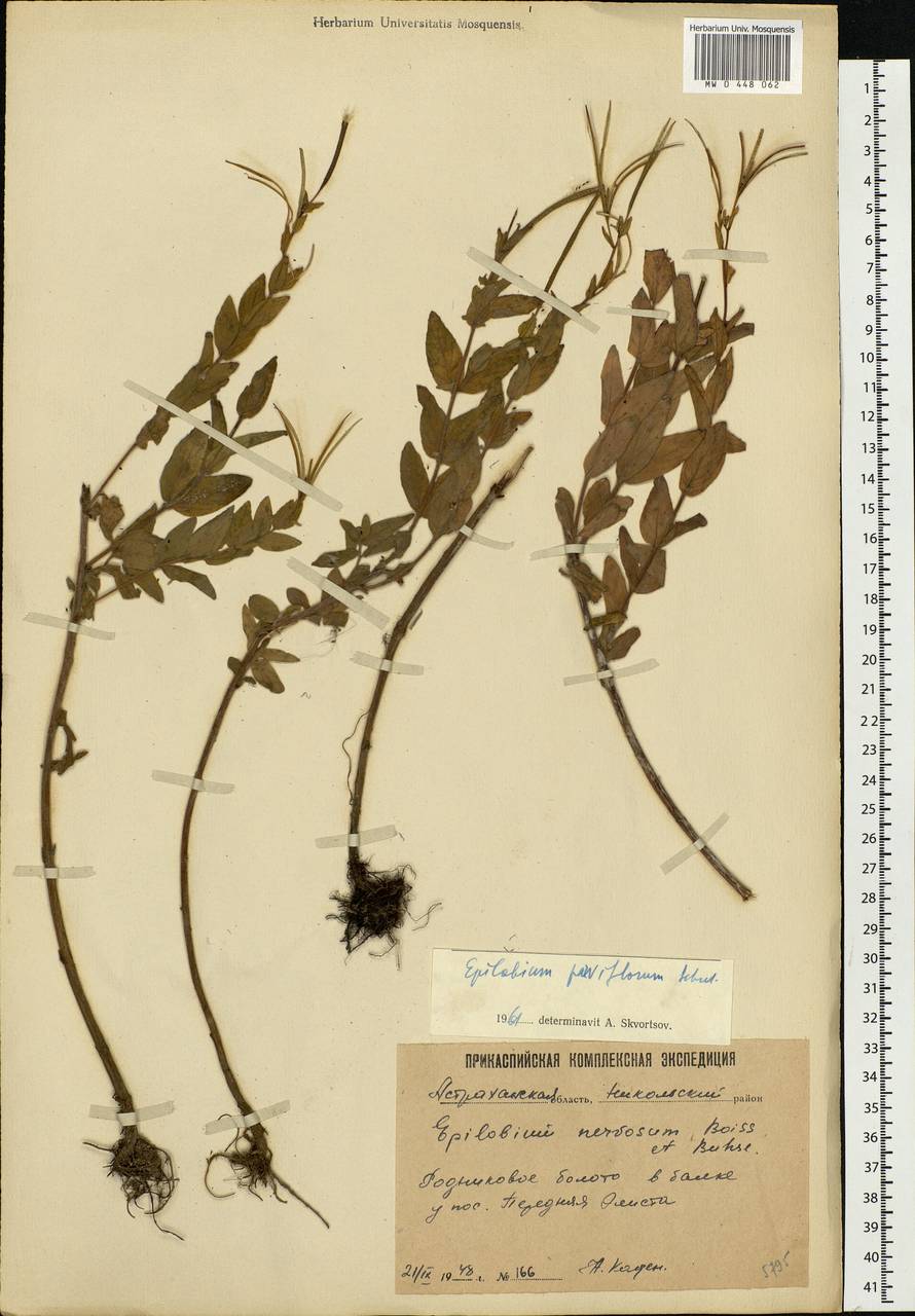 Epilobium parviflorum Schreb., Eastern Europe, Lower Volga region (E9) (Russia)