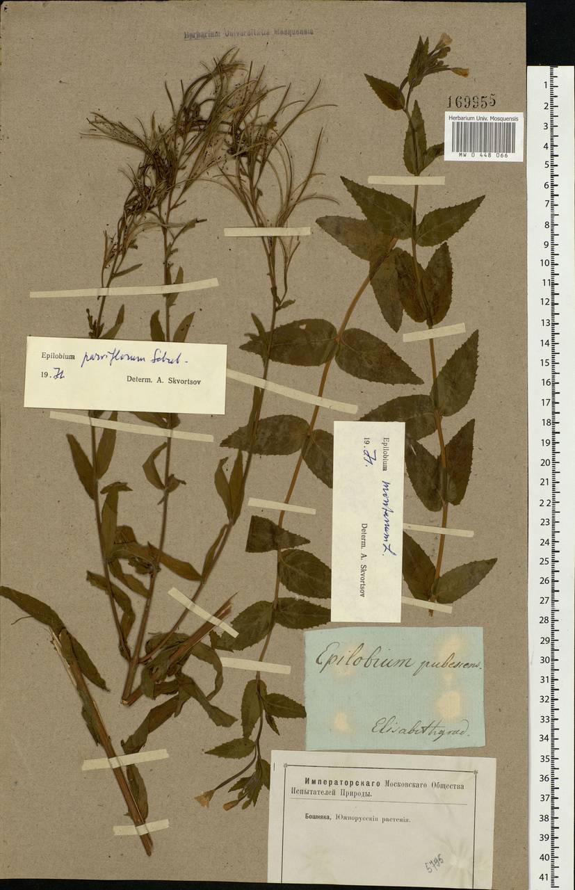 Epilobium parviflorum Schreb., Eastern Europe, North Ukrainian region (E11) (Ukraine)