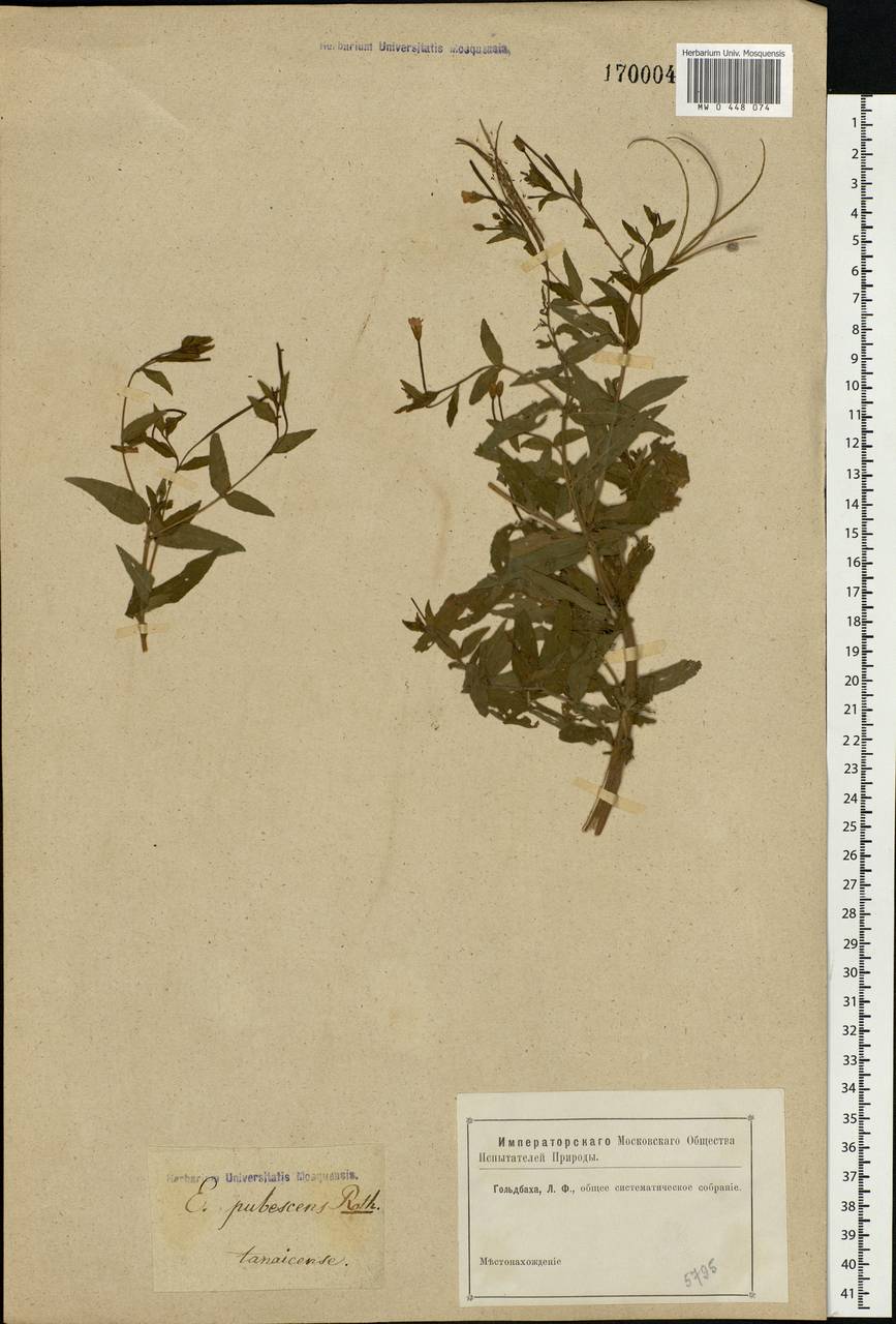 Epilobium parviflorum Schreb., Eastern Europe, Rostov Oblast (E12a) (Russia)