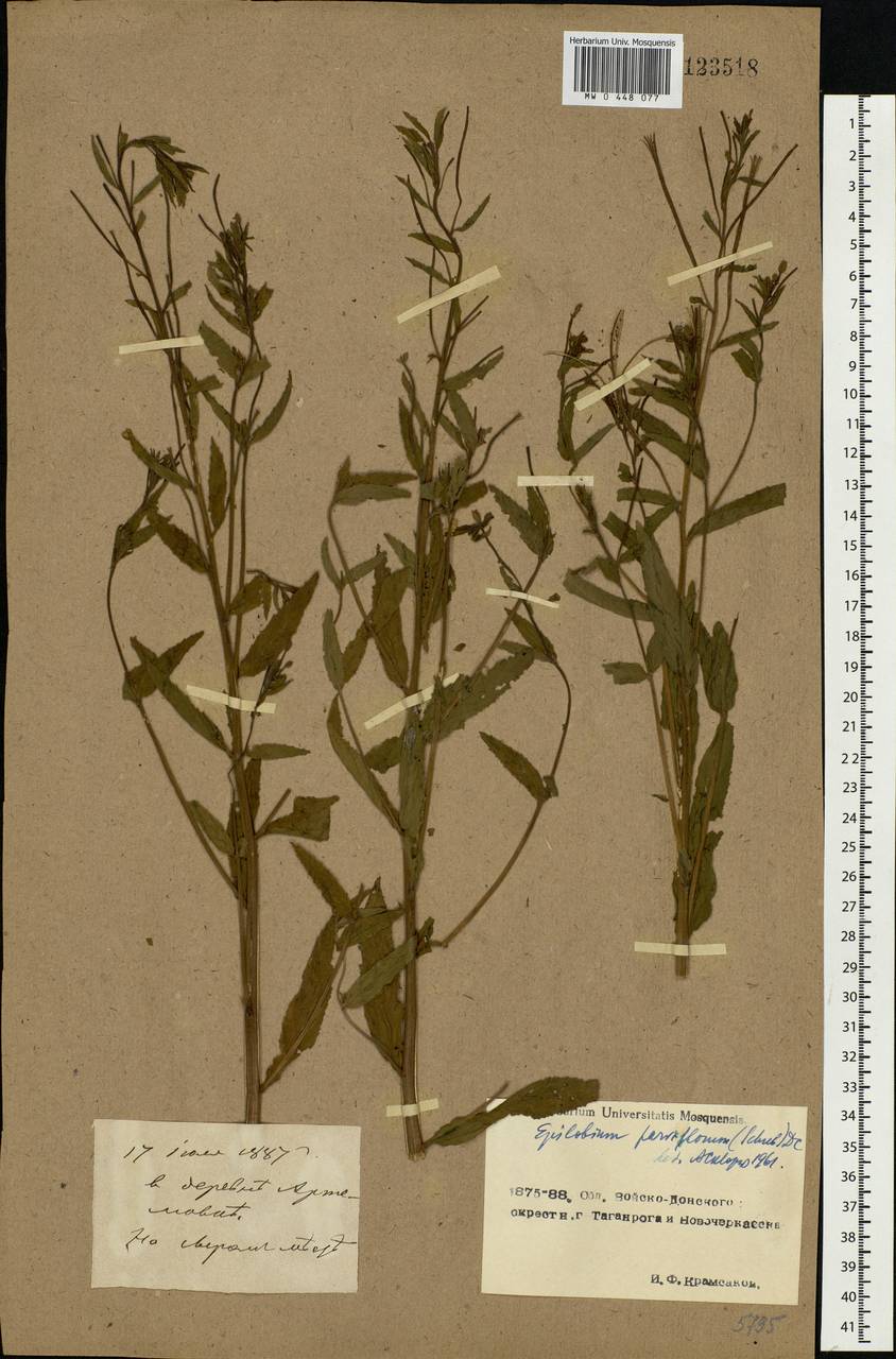 Epilobium parviflorum Schreb., Eastern Europe, South Ukrainian region (E12) (Ukraine)