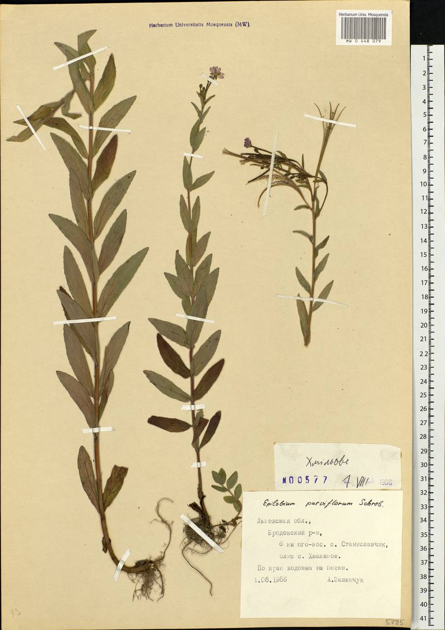 Epilobium parviflorum Schreb., Eastern Europe, West Ukrainian region (E13) (Ukraine)