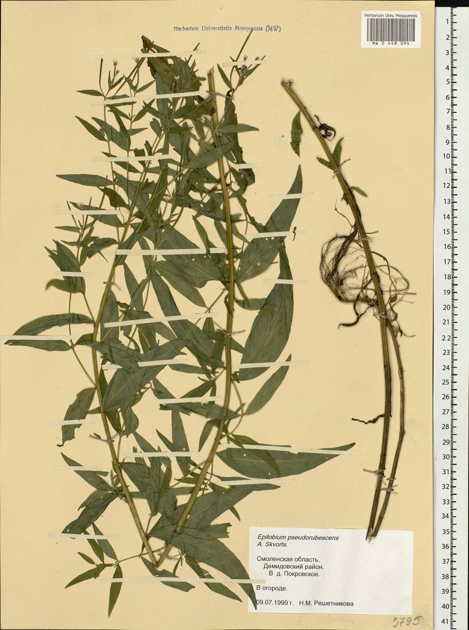 Epilobium pseudorubescens A. K. Skvortsov, Eastern Europe, Western region (E3) (Russia)