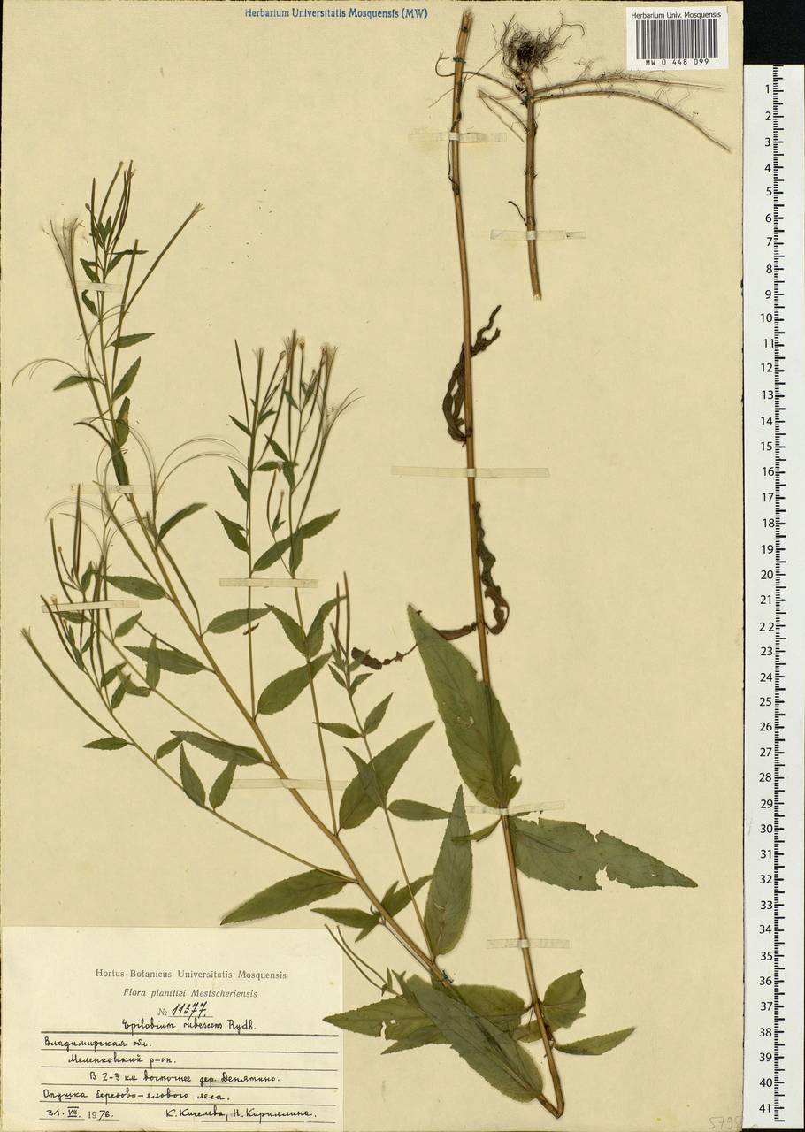 Epilobium pseudorubescens A. K. Skvortsov, Eastern Europe, Central region (E4) (Russia)