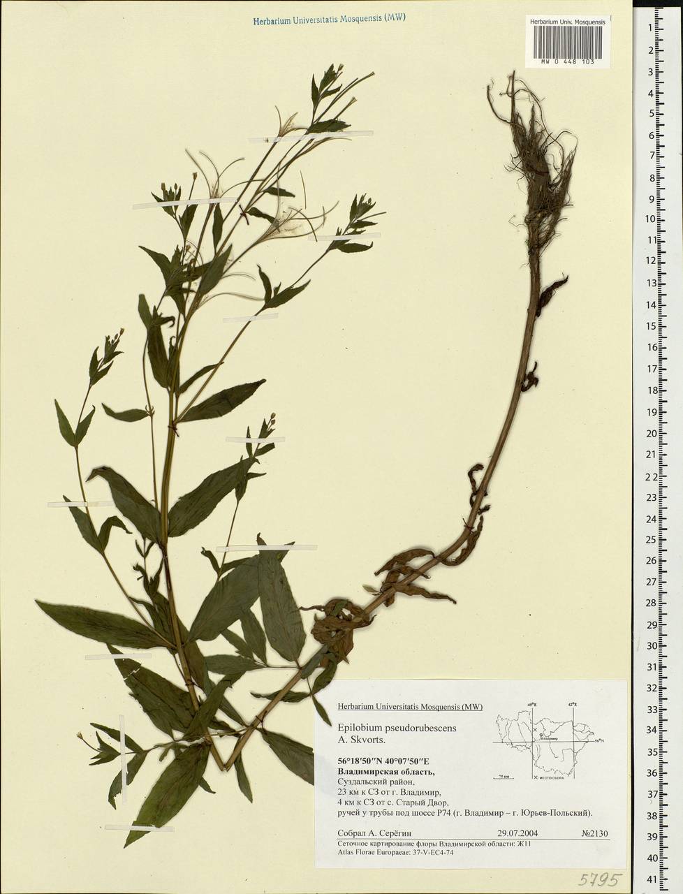 Epilobium pseudorubescens A. K. Skvortsov, Eastern Europe, Central region (E4) (Russia)